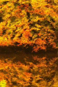 Fall Leaves over Little Gunpowder Falls, in Gunpowder State Park, Maryland