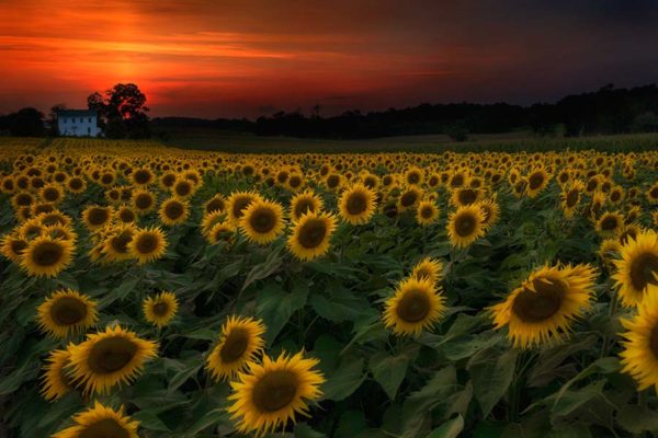 Sunflowers in Maryland