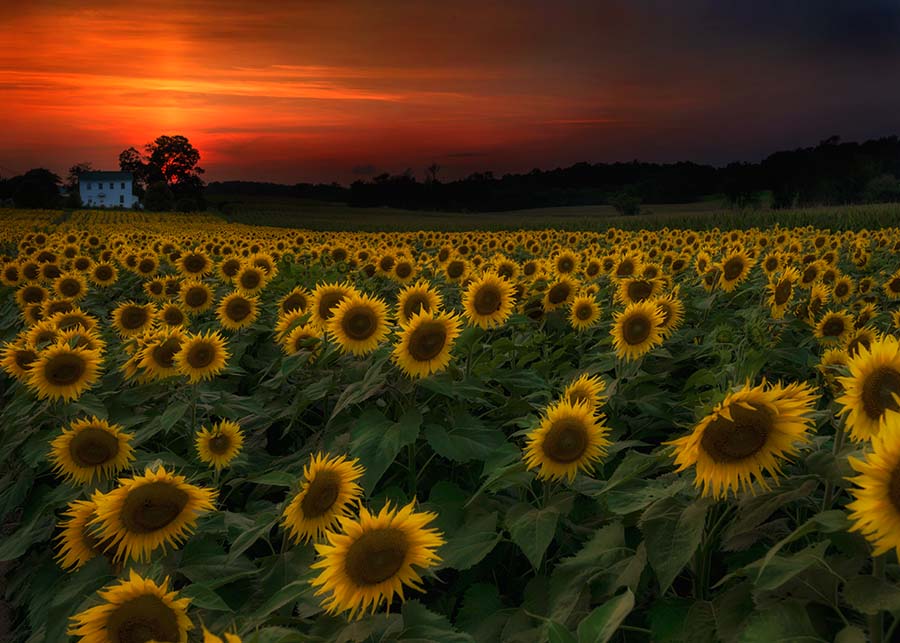 Sunflowers in Maryland