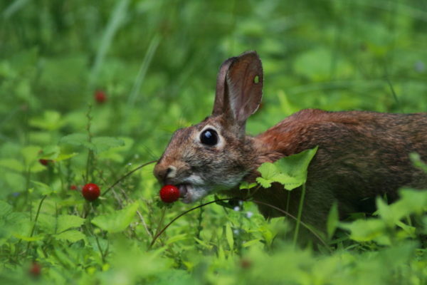 Foraging for Wild Strawberries