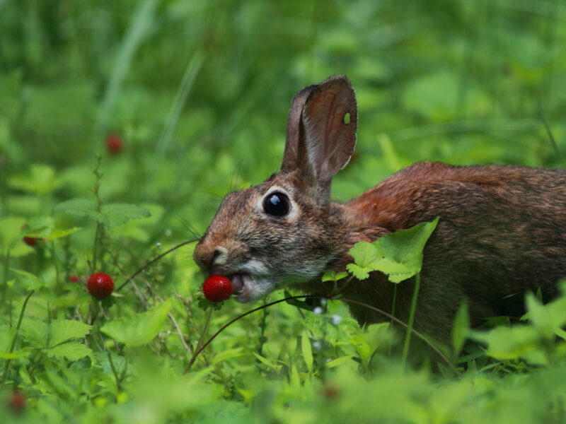 Foraging for Wild Strawberries