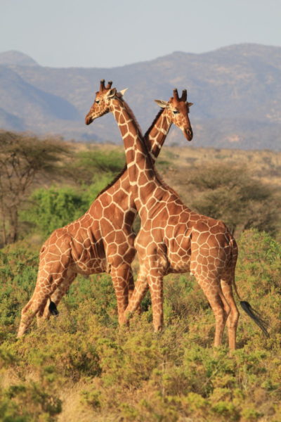 Two Male Giraffes Engaged in Battle