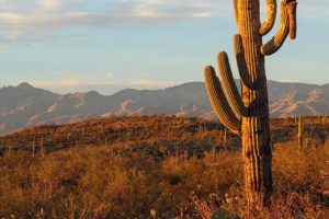 A Saguaro Cactus Stands to the Side of a Mountainous Vista in Saguaro National Park, Arizona