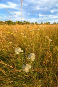 Golden Grasses in Cherry Springs State Park, Pennsylvania