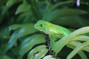 Juvenile Green Iguana, Vieques, Puerto Rico