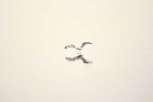 A Seagull Landing on an Ice Covered Lake at Loch Raven Reservoir in Winter