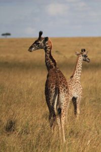 Strolling Giraffes in Masai Mara, Kenya