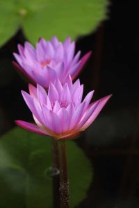 Water Lilies in a Pond