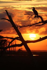 Cormorant and Trees Silhouetted against the Sunset in Chincoteague, Virginia