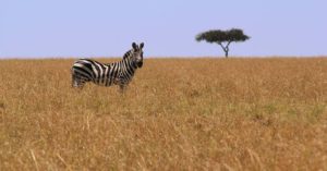 Burchell's Zebra and Acacia Tree in Masai Mara Reserve, Kenya